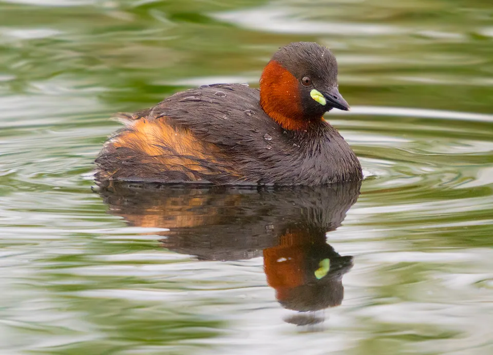 Zwergtaucher (Tachybaptus ruficollis) erkennen — Foto, Gesang und Steckbrief der Vogelart aufgenommen in Dewson St, Toronto, ON, CA